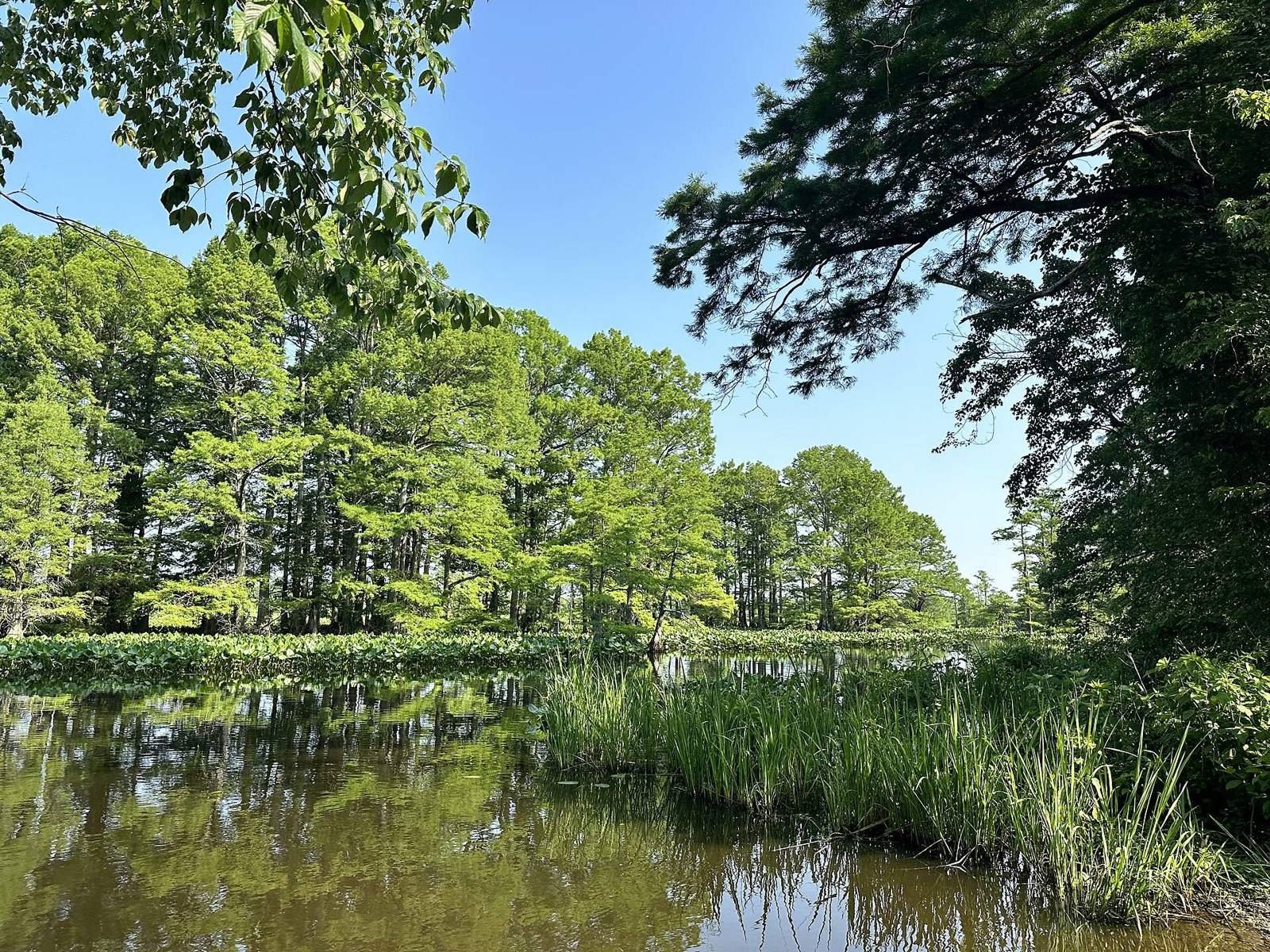 Reelfoot National Wildlife Refuge